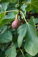 Ficus carica 'Dinde brune' - F -