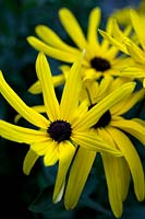 Rudbeckia subtomentosa 'Holbrrok' - une sélection aux pétales particulièrement longs