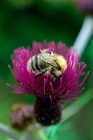 Cirsium rivale 'Trevor Blue Wonder' avec Bumble Bee - Bombus pascuorum se nourrissant