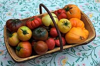 Tomate - Solanum lycopersicum - variétés de bifteck du patrimoine dans un trug noir et rouge en haut à gauche est 'Crimean Black' la variété verte et jaune en bas à gauche est 'Longkeeper', le trug centre rouge et noir est 'Paul Robeson', le rouge vif strié est 'Costoluto Fiorentino ',