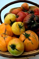 Tomate - Solanum lycopersicum - variétés de bifteck du patrimoine dans un trug - la caméra la plus proche vert pâle et jaune est 'Longkeeper' avec l'énorme orange 'Coeur de Boeuf - Orange' puis noir et rouge 'Crimean Black' rouge et noir et rose 'Cuor di Bue '