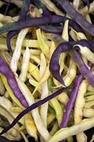 Haricots verts grimpants Phaseolus vulgaris 'Corona dÂ'Oro' et 'Cosse Violette' - récoltés pour les haricots entiers à cuire verts