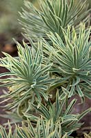 Euphorbia characias 'Crécerelle' - v -