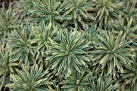 Euphorbia characias 'Tigre de Tasmanie' - PBR - - v -
