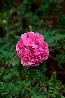 Rosa roxburghii f. roxburghii - d / S -