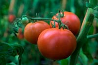 Solanum lycopersicum 'St Pierre' tomate - le fruit concassé est trop mûr