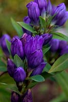 Gentiana makinoi 'Royal Blue'