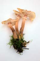 Armillaria - Honey Fungus organes de fructification - fond blanc