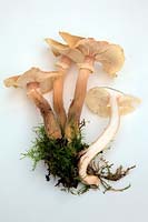 Armillaria - Honey Fungus organes de fructification - fond blanc