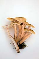 Armillaria - Honey Fungus organes de fructification - fond blanc