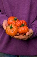 Mains de femme jardinier tenant Solanum lycopersicum - Tomate 'Costoluto Fiorentino'