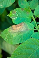 Phytophthora infestans - mildiou ou brûlure de la pomme de terre sur le fût de la pomme de terre