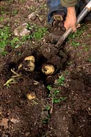 Arrachage tardif des pommes de terre semées pour une récolte de 'pommes de terre nouvelles en automne - plantées le 10 juillet, levées le 23 octobre. Culture en polytunnel et fanes coupées au premier signe de brûlure une semaine auparavant Variété Solanum tuberosum' Rocket '