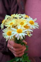 Jardinière tenant un bouquet de chrysanthèmes 'Anne Ratsey'