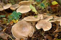 Clitocybe nebularis - Agaric opacifié poussant dans la litière de feuilles sous les arbustes