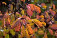 Cotinus obovatus couleur d'automne