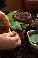 En prenant des boutures d'automne de plantes à moitié rustiques - Salvia confertifolia - vous voudrez peut-être enlever les grandes feuilles à la base de la coupe pour permettre une insertion facile dans le trou pré-nervuré
