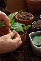 En prenant des boutures d'automne de plantes à moitié rustiques - Salvia confertifolia - vous voudrez peut-être enlever les grandes feuilles à la base de la coupe pour permettre une insertion facile dans le trou pré-nervuré