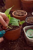 Prendre des boutures d'automne de plantes à moitié rustiques - Salvia confertifolia - couper la base de coupe juste en dessous d'un nœud foliaire