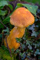 Champignons - Gymnopilus junonius