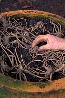 Planter des rhizomes ou des bulbes d'Eremurus dans un grand pot en argile - étalant les racines de l'araignée pour se situer juste en dessous du niveau final de la surface