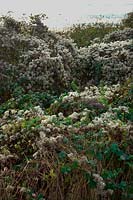 Clematis vitalba - barbe de vieillard se précipitant sur une haie - en novembre