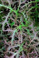 Mizuna rouge - Brassica rapa nipposinica