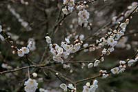 Prunus mume 'Omoi-no-mama' - d -