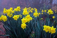 Narcisse 'Carlton' - 2 - un matin de printemps brumeux