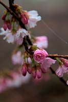 Cerise rose - Prunus 'Accolade' - d - un matin de printemps brumeux