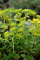 Chrysoplenium oppositifolium - Saxifrage doré à feuilles opposées