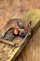 Souris des bois récemment tuée - Apodemus sylvaticus est rapidement repérée par une mouche domestique Musca domestica