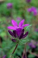 Campanula glomerata 'Joan Elliott'