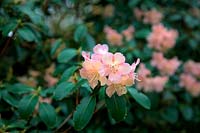 Groupe Rhododendron Alison Johnstone