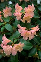 Groupe Rhododendron Alison Johnstone
