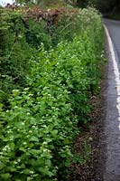 Les mauvaises herbes du jardin commun - moutarde à l'ail ou Jack par la haie - Alliaria petiolata poussant dans une haie en bordure de route