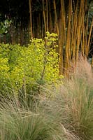 Stipa tenuissima avec Euphorbia x martini 'Ascot Rainbow' et Phyllostachys aureosulcata f. Spectabilis bamboo