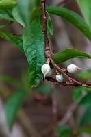 Prunus persica 'Rochester' - F - nouaison à la pêche