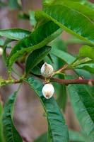 Prunus persica 'Rochester' - F - nouaison à la pêche