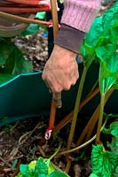 Femme jardinier cueillant récolte tirant Rhubarbe - Rheum x hybridum 'Timperley Early'