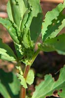 Sitona lineatus - Charançon du pois et du haricot et les encoches distinctives des larges feuilles de haricot qu'elles produisent