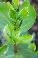Sitona lineatus - Charançon du pois et du haricot et les encoches distinctives des larges feuilles de haricot qu'elles produisent