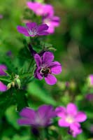 Abeille à miel - Apis mellifera travaillant Geranium sylvaticum 'Mayflower'