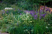 RHS Chelsea Flower Show 2014 - No Man's Land: ABF Le Jardin de bienfaisance des soldats pour marquer le centenaire de la Première Guerre mondiale. Sponsors - Bechtel, Coutts. Designer - Charlotte Rowe. Show Garden