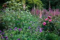 Plamntings dans Holbrook Garden, Devon, fin mai montrant Rosa GERTRUDE JEKYLL 'Ausbord' Digitalis purpurea 'Sutton's Apricot' et Silene dioica - Red Campion