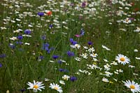 Essaim de fleurs sauvages contenant Agrostemma githago - Coque de maïs, Anthemis austriaca - Camomille de maïs, Centaurea cyanus - Bleuet, Glebionis segetum syn. Chrysanthemum segetum - souci de maïs, Papaver rhoeas - pavot commun. Planté au centre d'un rond-point, Exeter, Devon, UK près de Met Office