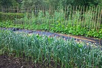 Le jardin végétal productif de Holbrook au début de juin avec des haricots Runner, une récolte presque mature d'ail, d'épinards perpétuels et de panais, un paillis sur lequel les plants de courges d'hiver vont s'étendre.