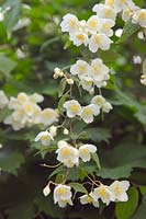 Philadelphus incanus