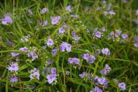 Tradescantia - Groupe Andersoniana - 'Little Doll'