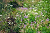 Chaerophyllum hirsutum - Cerfeuil rugueux avec Geranium pratense - Meadow Cranesbill et Stipa gigantea dans Holbrook Garden, Devon en juin